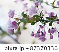 桜六分咲き 87370330