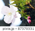 一輪の桜 87370331
