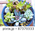 多肉の鉢植え 87370333