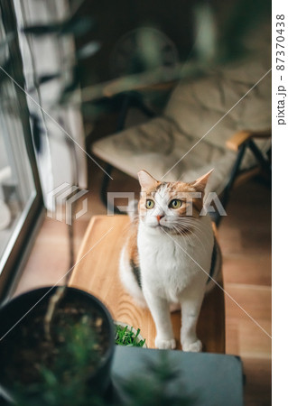 おしゃれなインテリアと可愛い猫 おしゃれなインテリアと可愛い猫 87370438