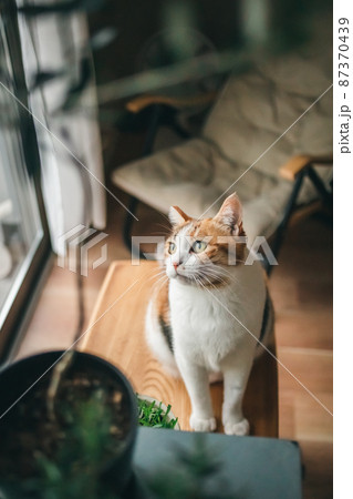 おしゃれなインテリアと可愛い猫 おしゃれなインテリアと可愛い猫 87370439