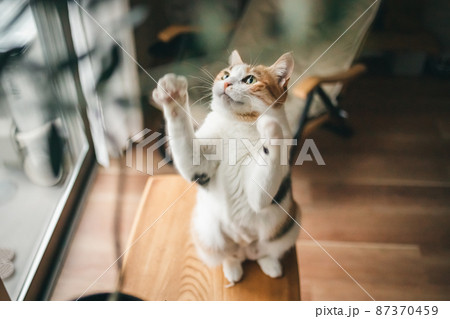おしゃれなインテリアと可愛い猫 87370459