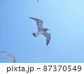 うみねこ 87370549