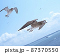 二羽のうみねこ 87370550