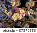 梅の花　夜 87370553