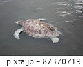 A green turtle died after being struck by a boat propeller that cracked its shell and injured its lungs. Kudat, Sabah. Malaysia, The Land Below The Wind. 87370719