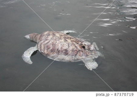 A green turtle died after being struck by a boat propeller that cracked its shell and injured its lungs. Kudat, Sabah. Malaysia, The Land Below The Wind. 87370719