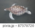 A green turtle died after being struck by a boat propeller that cracked its shell and injured its lungs. Kudat, Sabah. Malaysia, The Land Below The Wind. 87370720