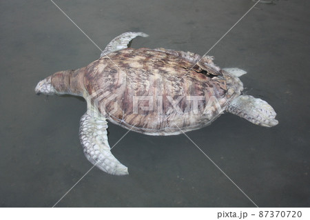 A green turtle died after being struck by a boat propeller that cracked its shell and injured its lungs. Kudat, Sabah. Malaysia, The Land Below The Wind. 87370720