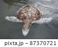 A green turtle died after being struck by a boat propeller that cracked its shell and injured its lungs. Kudat, Sabah. Malaysia, The Land Below The Wind. 87370721