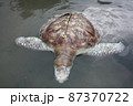 A green turtle died after being struck by a boat propeller that cracked its shell and injured its lungs. Kudat, Sabah. Malaysia, The Land Below The Wind. 87370722