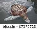 A green turtle died after being struck by a boat propeller that cracked its shell and injured its lungs. Kudat, Sabah. Malaysia, The Land Below The Wind. 87370723