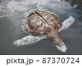 A green turtle died after being struck by a boat propeller that cracked its shell and injured its lungs. Kudat, Sabah. Malaysia, The Land Below The Wind. 87370724