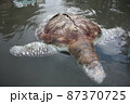 A green turtle died after being struck by a boat propeller that cracked its shell and injured its lungs. Kudat, Sabah. Malaysia, The Land Below The Wind. 87370725