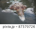 A green turtle died after being struck by a boat propeller that cracked its shell and injured its lungs. Kudat, Sabah. Malaysia, The Land Below The Wind. 87370726