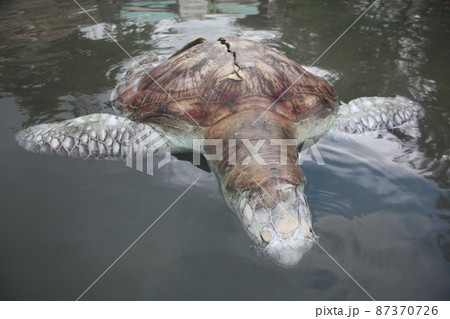 A green turtle died after being struck by a boat propeller that cracked its shell and injured its lungs. Kudat, Sabah. Malaysia, The Land Below The Wind. 87370726