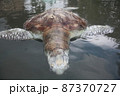 A green turtle died after being struck by a boat propeller that cracked its shell and injured its lungs. Kudat, Sabah. Malaysia, The Land Below The Wind. 87370727