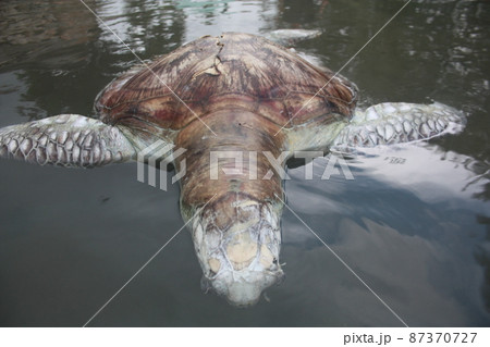 A green turtle died after being struck by a boat propeller that cracked its shell and injured its lungs. Kudat, Sabah. Malaysia, The Land Below The Wind. A green turtle died after being struck by a boat propeller that cracked its shell and injured its lungs. Kudat, Sabah. Malaysia, The Land Below The Wind. 87370727
