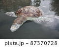 A green turtle died after being struck by a boat propeller that cracked its shell and injured its lungs. Kudat, Sabah. Malaysia, The Land Below The Wind. 87370728