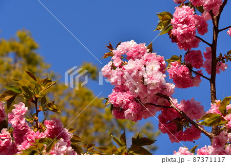 八重桜 見上げる 八重桜 見上げる 87371117