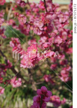 梅の花 梅の花 87371272