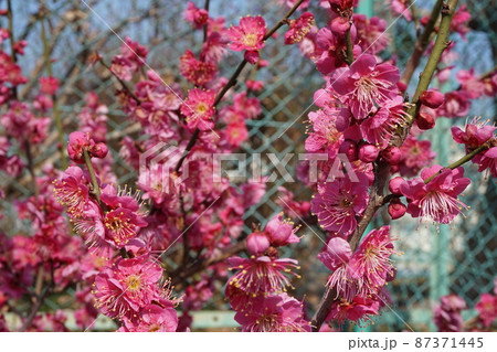 梅の花 梅の花 87371445