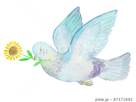 ひまわりとハトの水彩イラスト 87371692