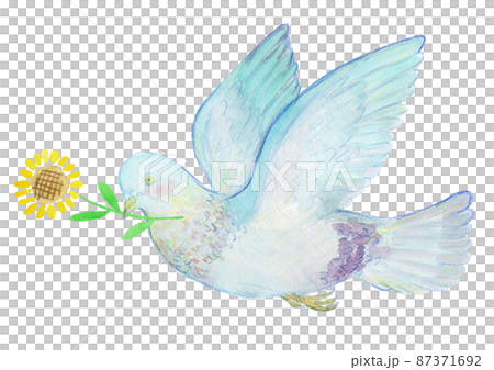 ひまわりとハトの水彩イラスト 87371692