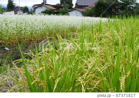 稲穂と蕎麦の花 稲穂と蕎麦の花 87371817