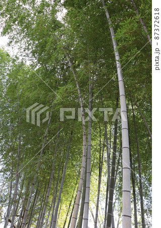 竹林 竹林 87372618