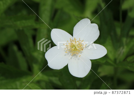 カナダアネモネの花 カナダアネモネの花 87372871