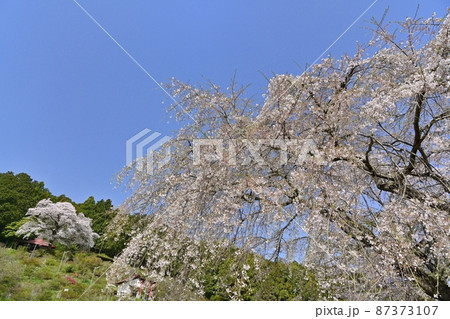 越生町五大尊明王のお堂に境内の桜 87373107
