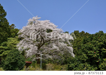 越生町五大尊明王のお堂に境内の桜 87373113