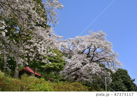 越生町五大尊明王のお堂に境内の桜 87373117