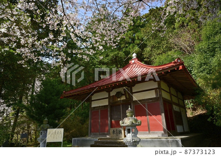 越生町五大尊明王のお堂に境内の桜 87373123