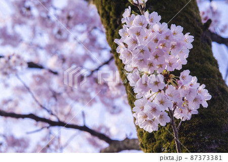 桜の花が満開で春爛漫 87373381