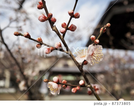 春を待つ梅の蕾と咲き始めた梅の花の写真素材 [87373805] - PIXTA