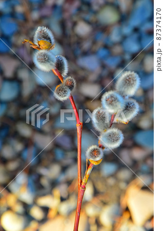 Twigs of a budding willow on a background of colored river stones. Vertical photo. Willow (Latin Salix) is a genus of woody plants in the Willow family (Salicaceae) 87374170