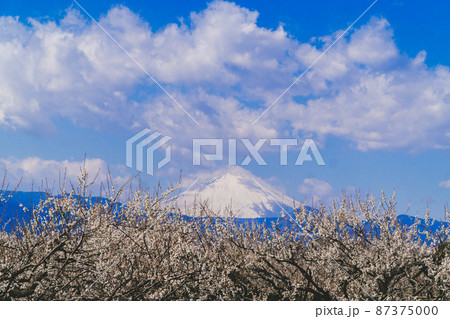梅と富士山 梅と富士山 87375000