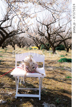 ベンチのわんこ 87375024