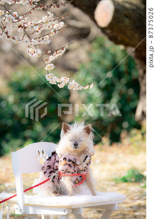 ベンチのわんこ 87375026