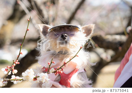 ペットカートのわんこ 87375041