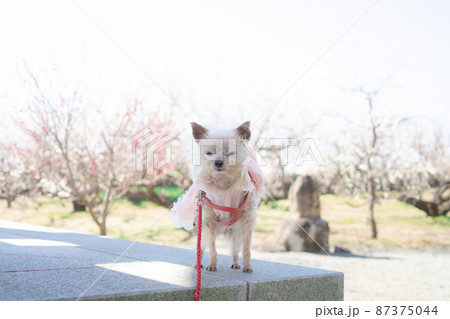 わんこと梅 87375044