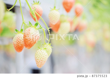 いちご畑 87375523