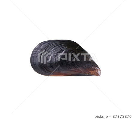 fresh mussel isolated with a clipping path on a white background. 87375870