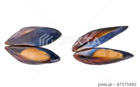 two boiled mussels isolated on white background. 87375892