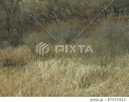 江戸川土手から見る冬枯れの江戸川河川敷風景 江戸川土手から見る冬枯れの江戸川河川敷風景 87375922