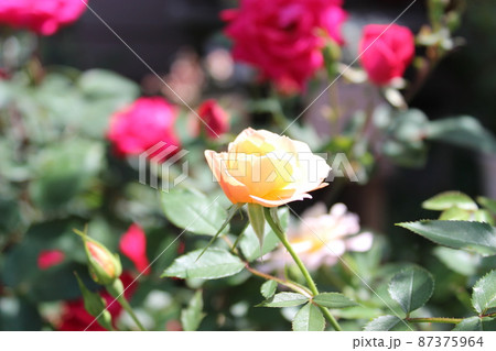 花 87375964