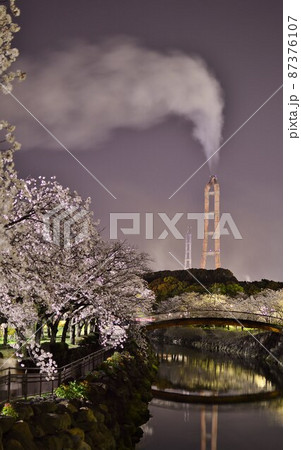 大分平和市民公園の夜桜 87376107