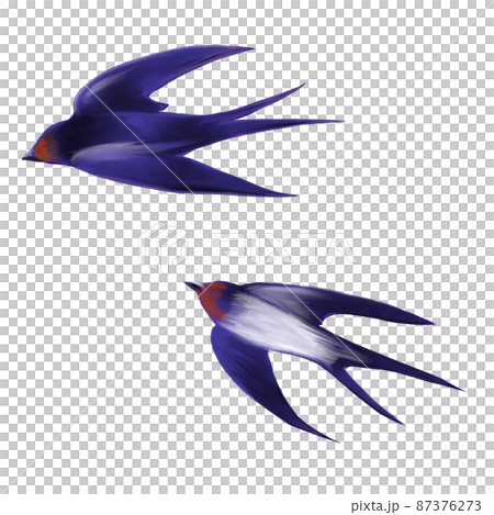 飛ぶ2羽のツバメのリアルな水彩イラスト 87376273